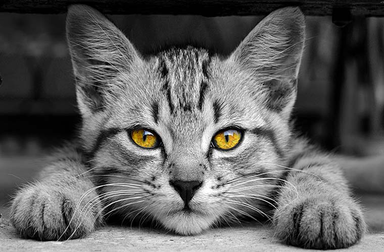 Zestaw błękitny koteł