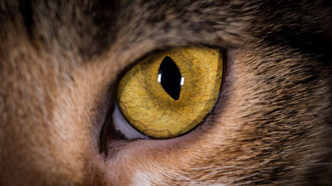 Zestaw błękitny koteł - obrazek 3